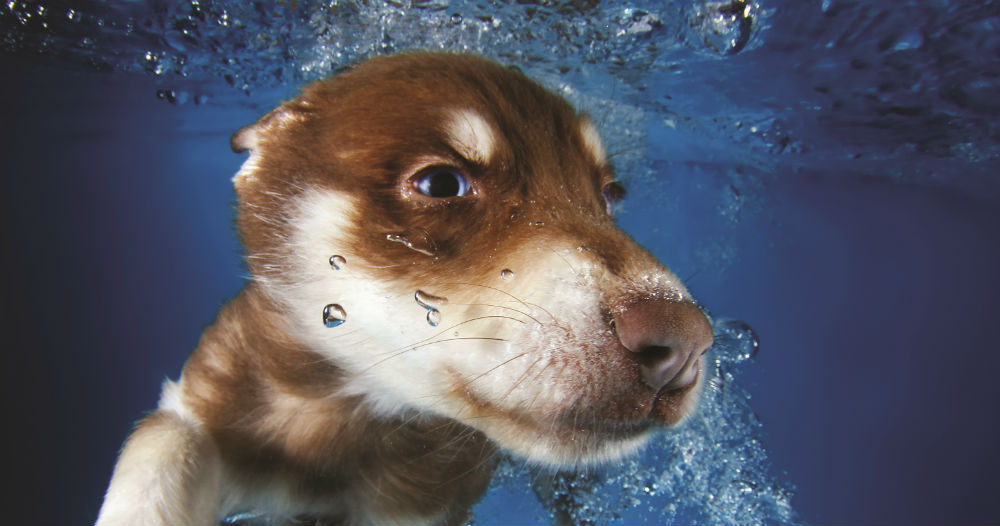 UNDERWATER PUPPIES: Heart-Stealing Pictures Of Happy Canines – Book Review