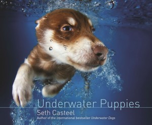 Underwater Puppies - Seth Casteel - Hachette - Hodder - The Clothesline